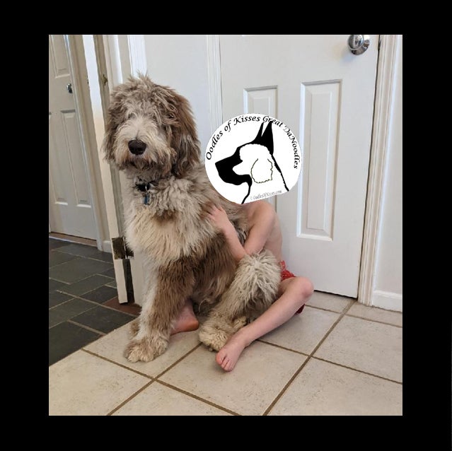 Great dane best sale labradoodle mix